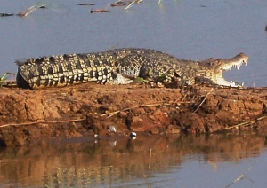 A one-time-extinct-in-the-wild Siamese crocodile