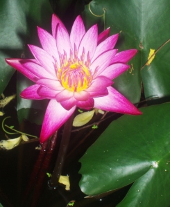 A Lotus flower. We grow them in pots. Tried planting them in the stream near our house but the Apple Snails (Cheery Snails in Thai) ate them all.