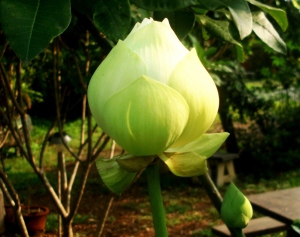 A Giant Lotus bloom.