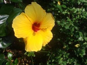 Hibiscus grow to great size in Thailand. This one is 6 ins across.