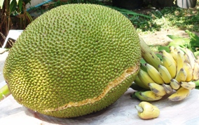 Jack Fruit, Bananas, and one Cashew fruit (with the nut still hanging off the end. Our largest Jack Fruit was 14 kilos. This one about 5 kilos.