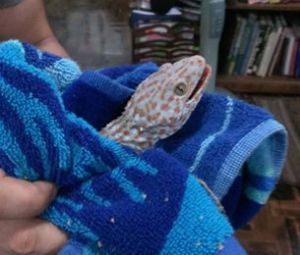 Our resident Tokay Gecko, caught hanging out under a towel in the bathroom.